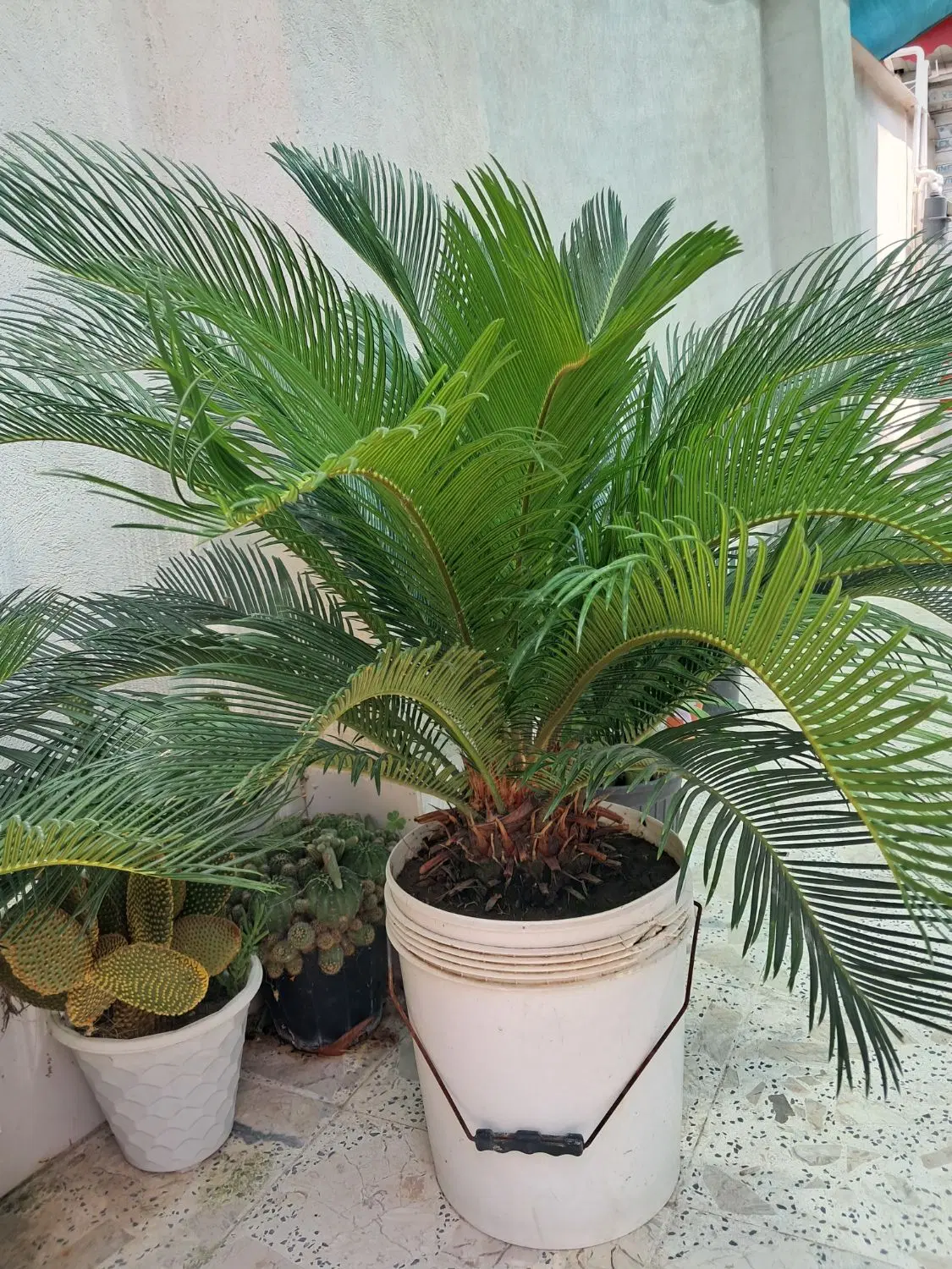 سیکاس|گل و گیاه طبیعی|رشت, پیرکلاچای|دیوار