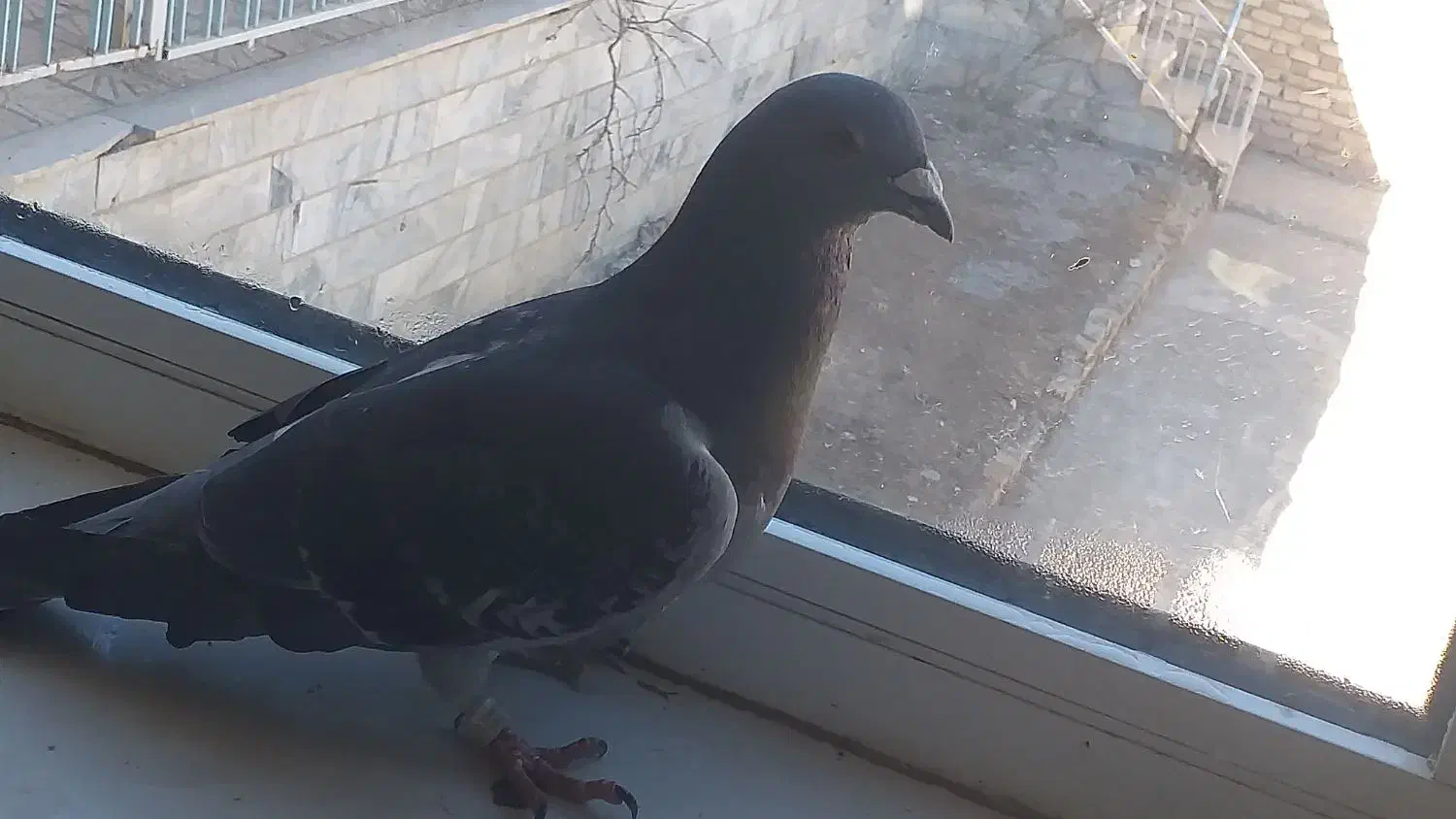 خوب|پرنده|قره پشتلو, |دیوار