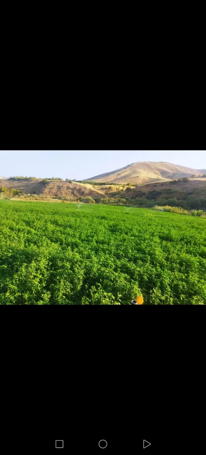 یونجه|لوازم جانبی حیوانات|سنندج, |دیوار