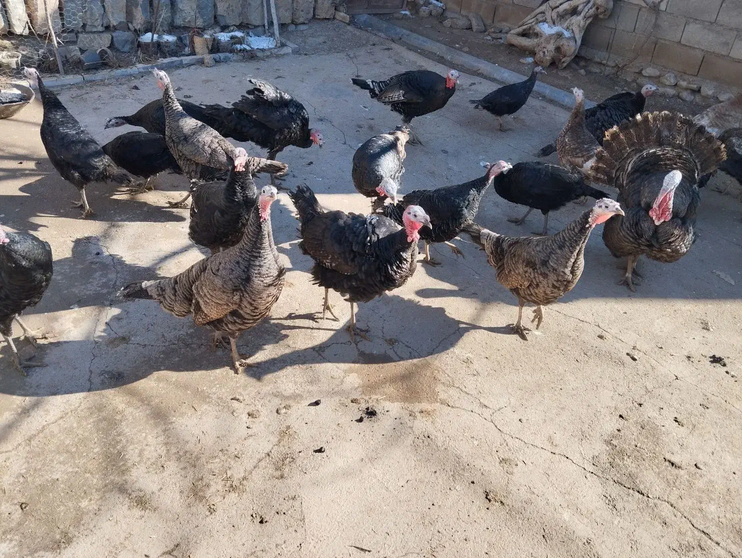 بوقلمون|حیوانات مزرعه|خاوه, |دیوار