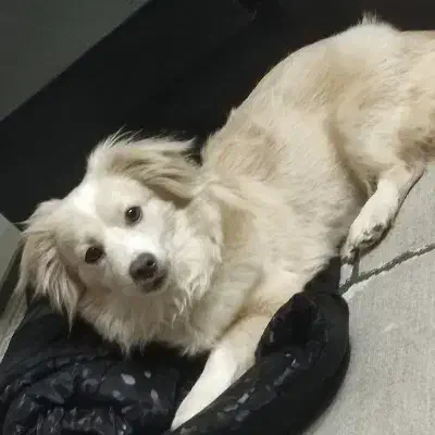 سگ گمشده|حیوانات|ساوه, |دیوار