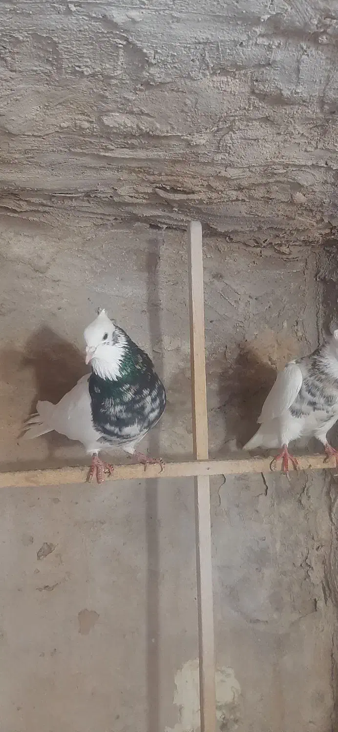 نروماده|پرنده|نیشابور, سرآب کوشک|دیوار