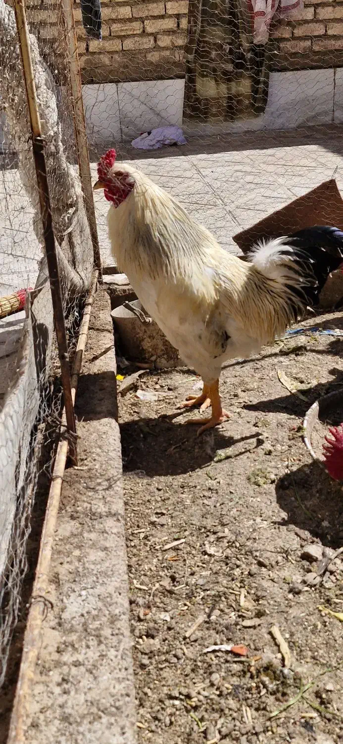 خروس|حیوانات مزرعه|مبارکه, |دیوار