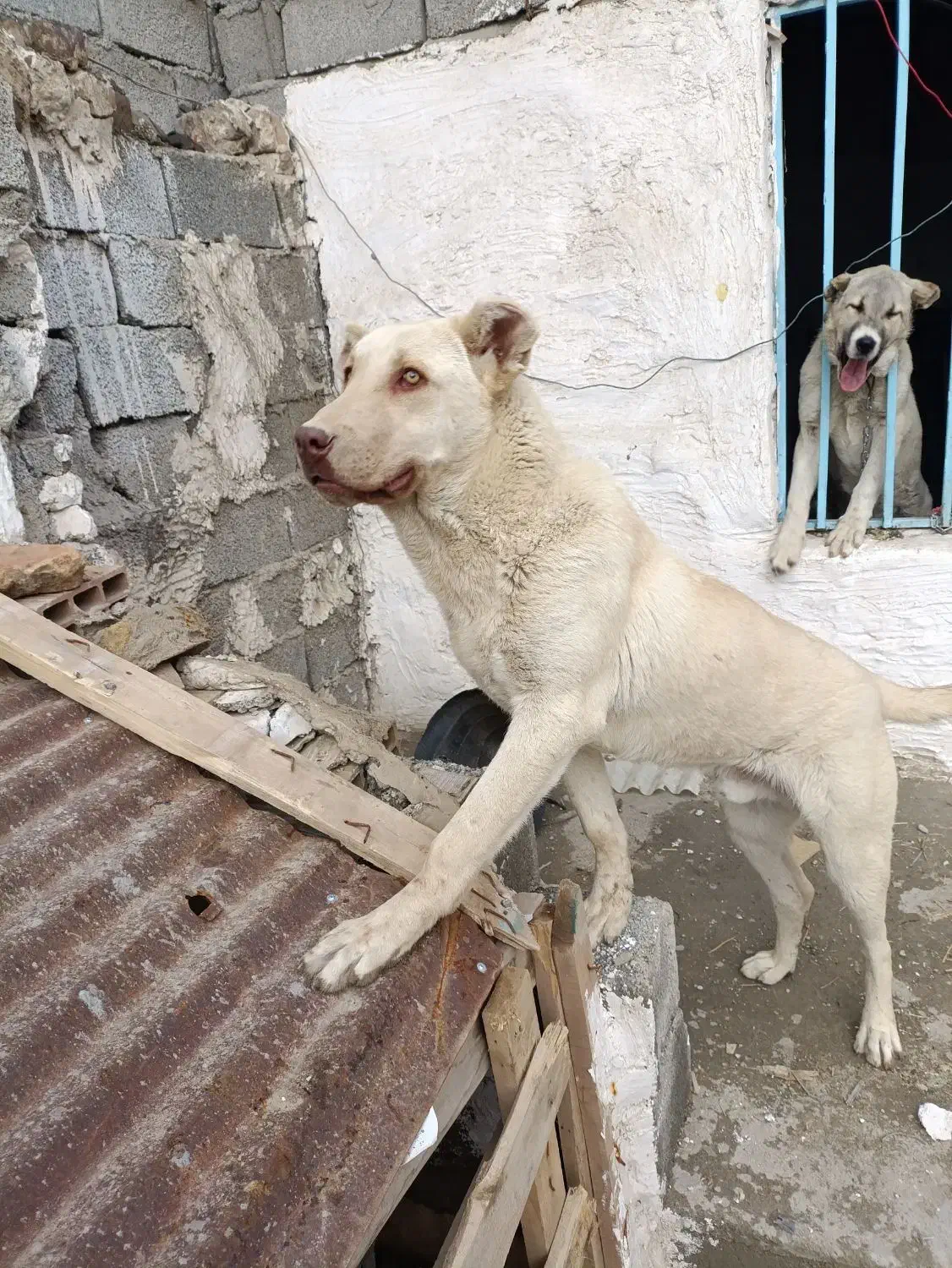 سرابی|سگ|ماهدشت, |دیوار