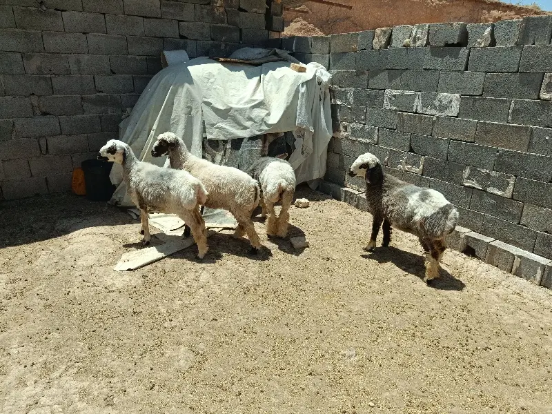 بره|حیوانات مزرعه|لردگان, |دیوار