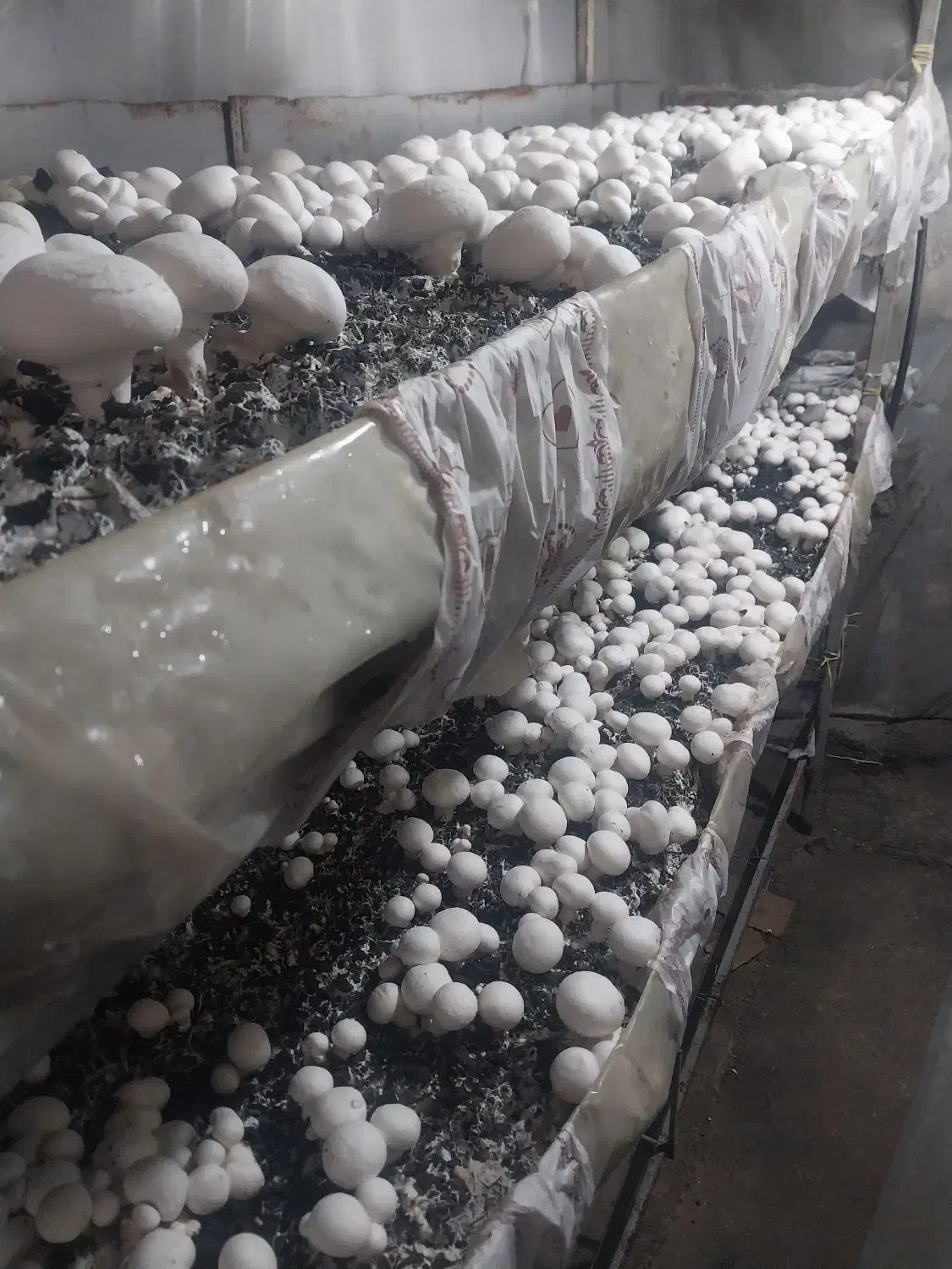 قارچ|خوردنی و آشامیدنی|اصفهان, گورت|دیوار