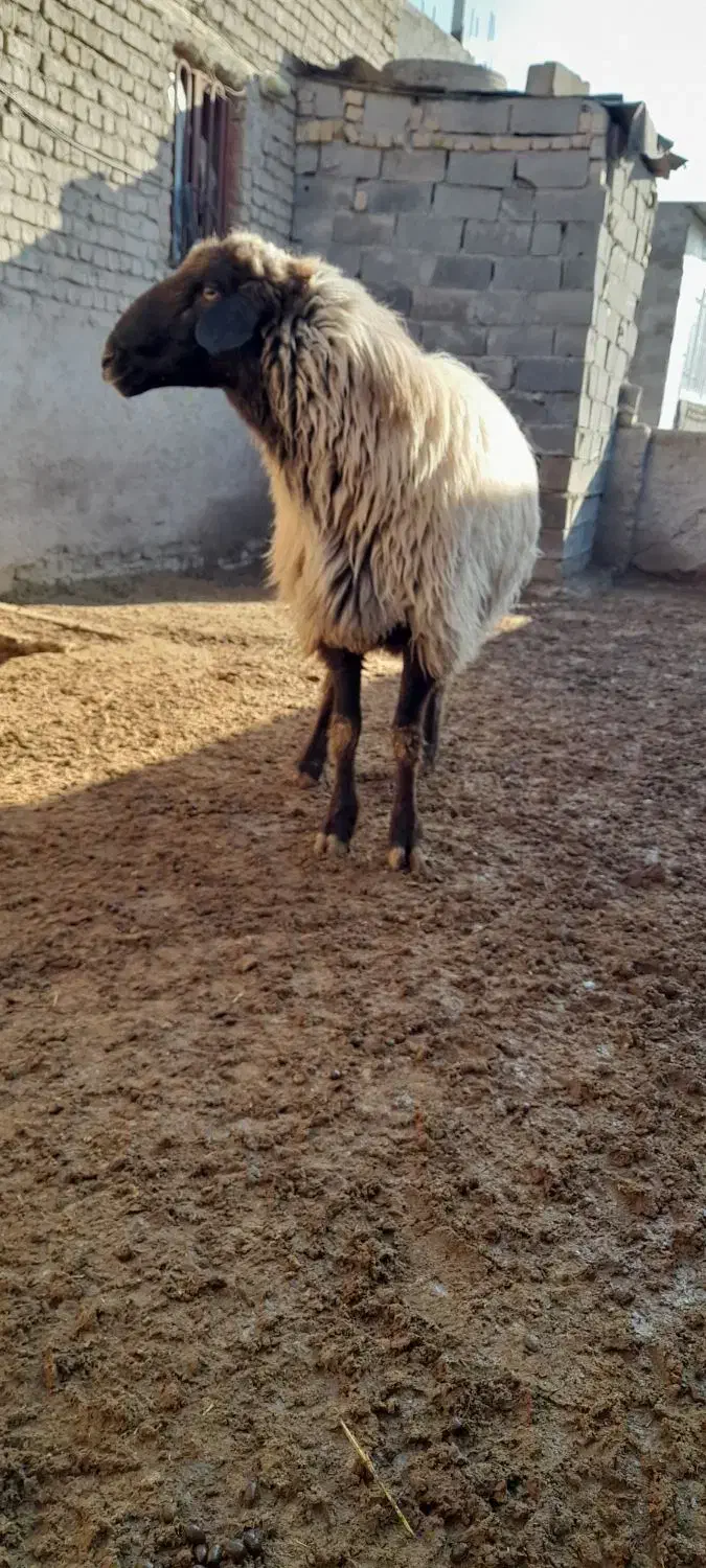 گوسفند|حیوانات مزرعه|قوچان, |دیوار