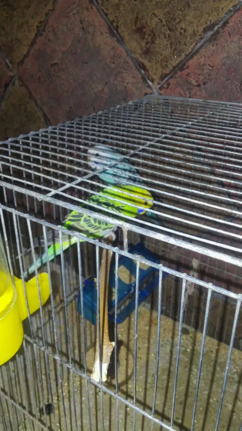 مرغ عشق|پرنده|ماهان, |دیوار