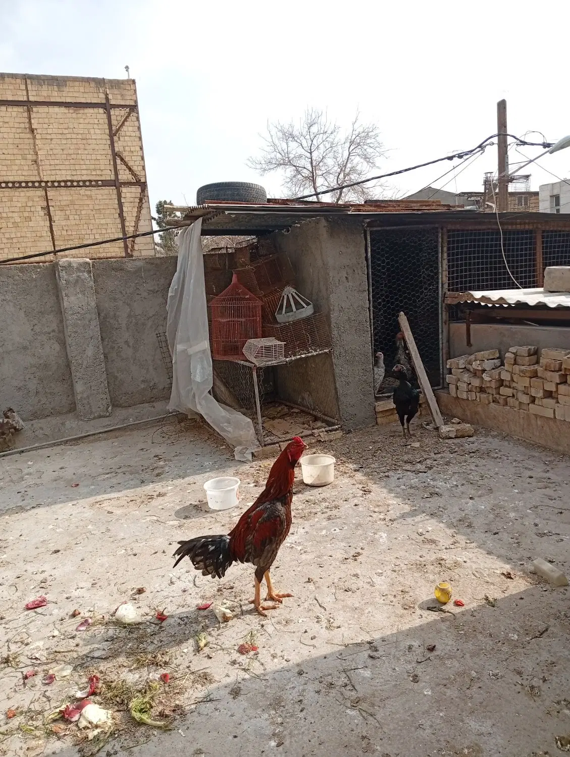 لاری|حیوانات مزرعه|مشهد, بلال|دیوار