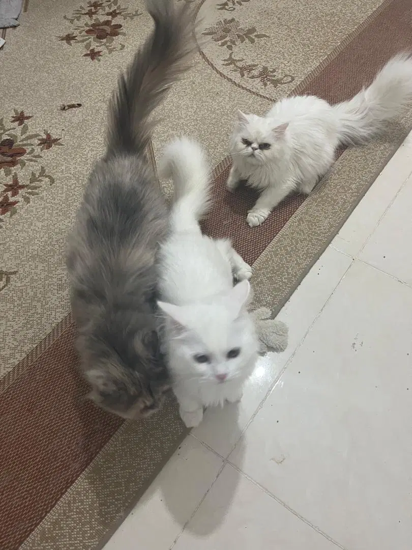 گربه|گربه|درگهان, |دیوار