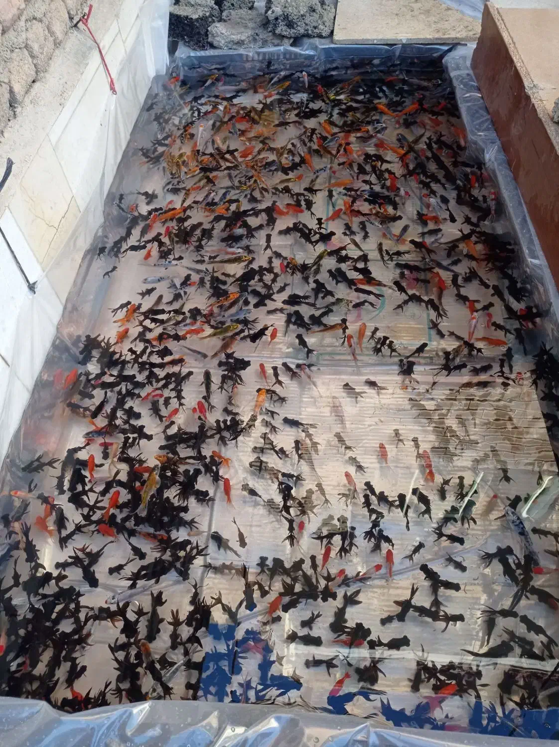 ماهی عمده|ماهی|سنندج, |دیوار