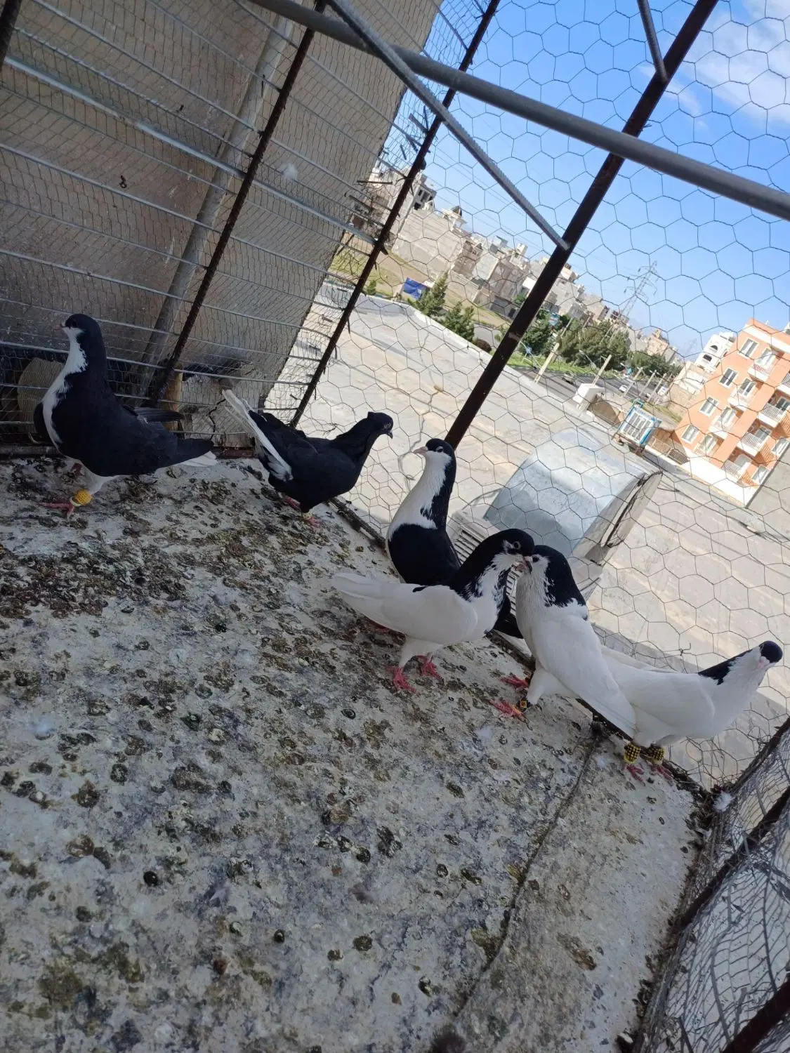 خوشرنگ سیاه شصتی|پرنده|تاکستان, |دیوار