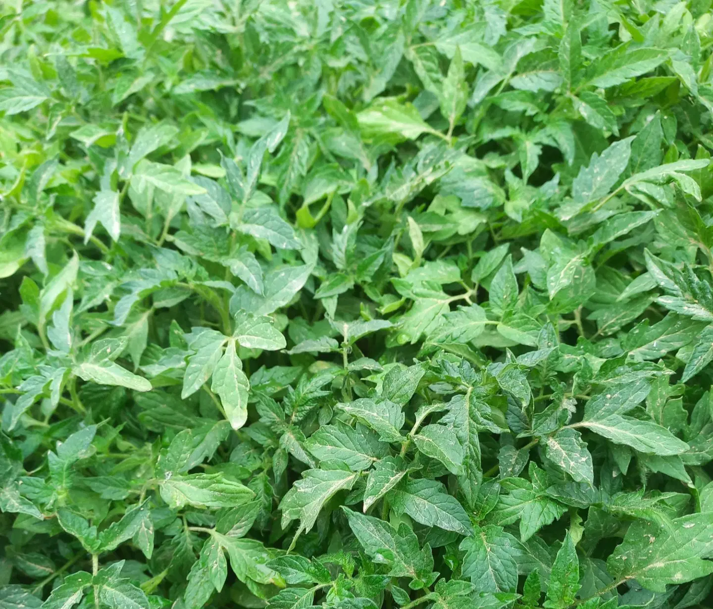 گوجه|گل و گیاه طبیعی|خنداب, |دیوار