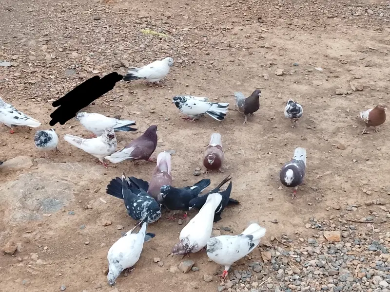کفتر|پرنده|داران, |دیوار