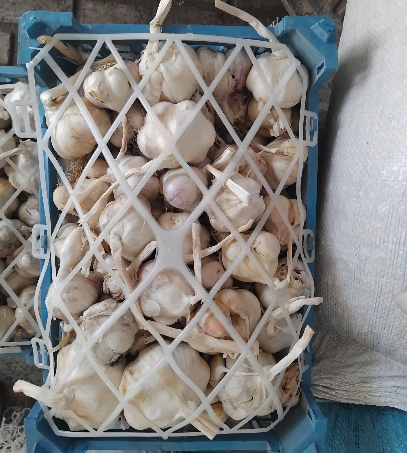 سیر|خوردنی و آشامیدنی|شهرکرد, |دیوار