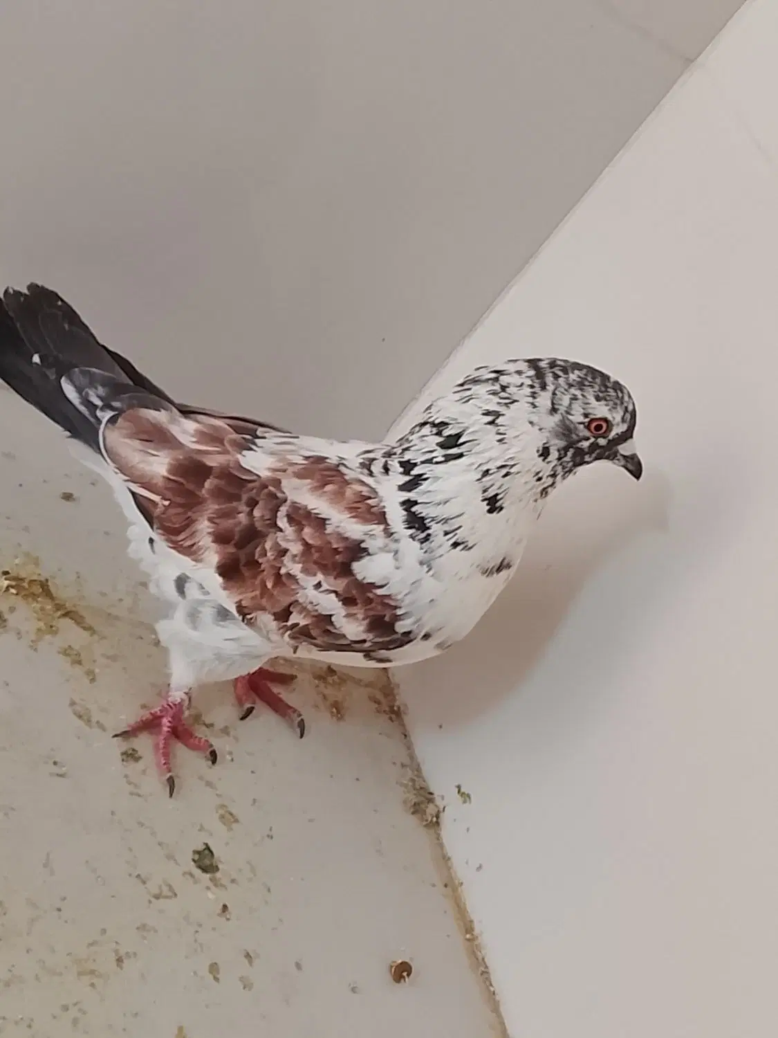 کفتر|پرنده|اردکان, |دیوار