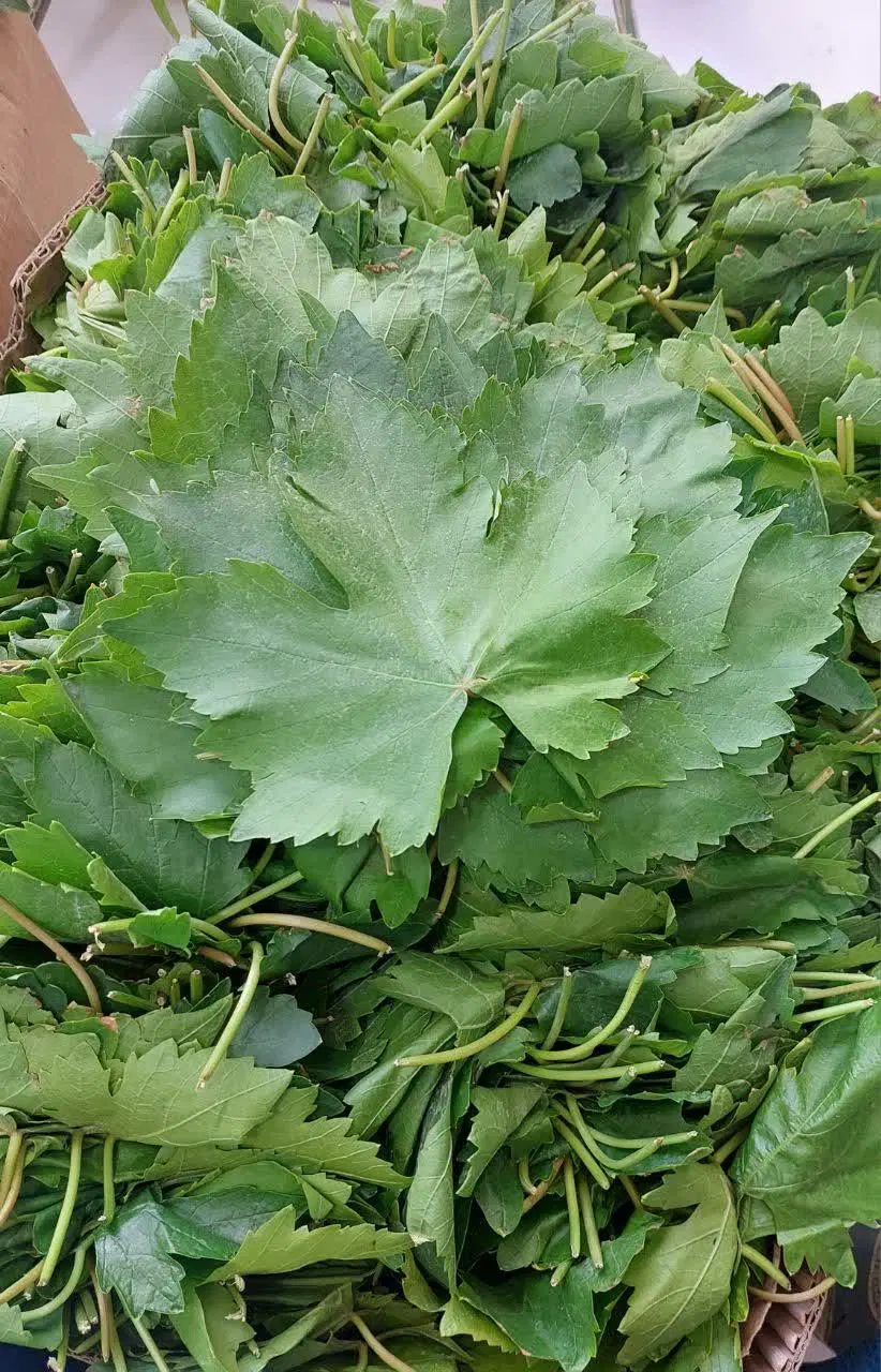 برگ دلمه|خوردنی و آشامیدنی|خلیل آباد, |دیوار