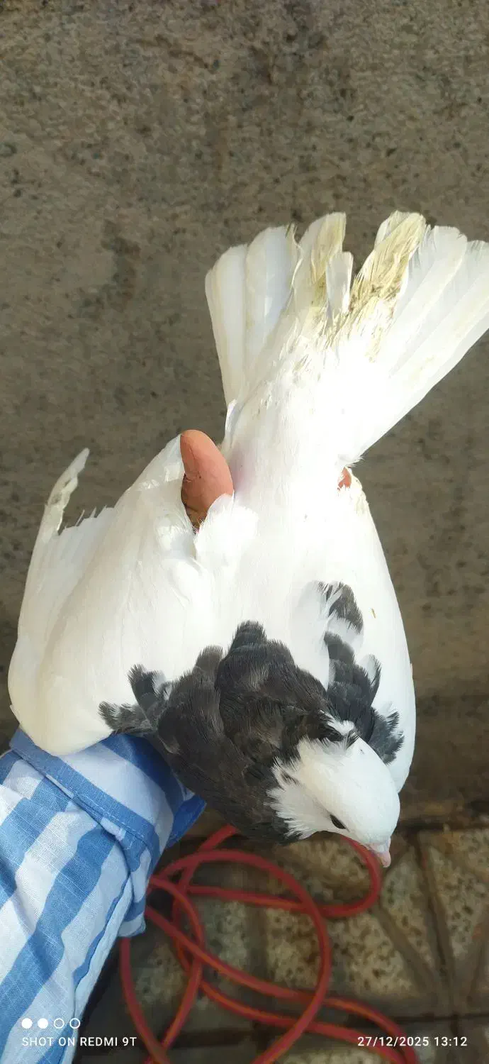 جفت طوقی|پرنده|نیشابور, شهرک فرهنگیان|دیوار