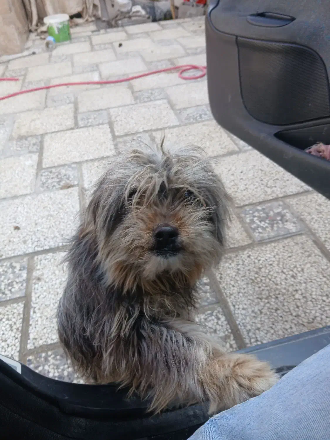 واگذاری|سگ|چناران, |دیوار