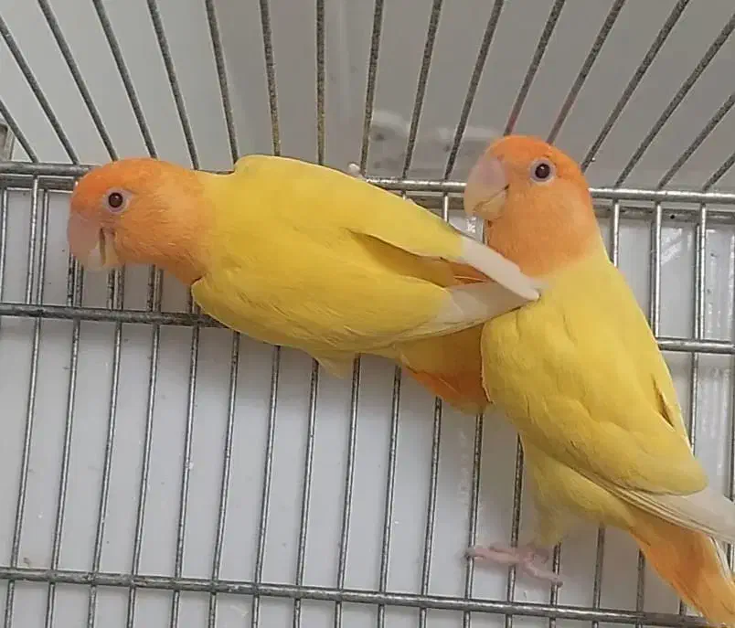 جوجه برزیلی|پرنده|امیدیه, |دیوار