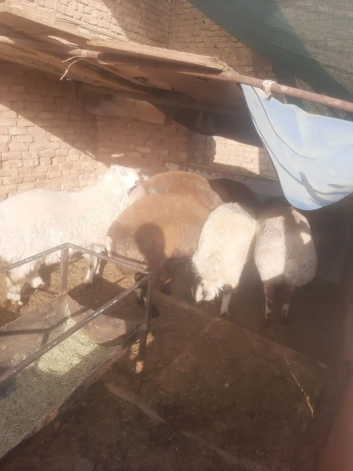 بره|حیوانات مزرعه|یزد, |دیوار