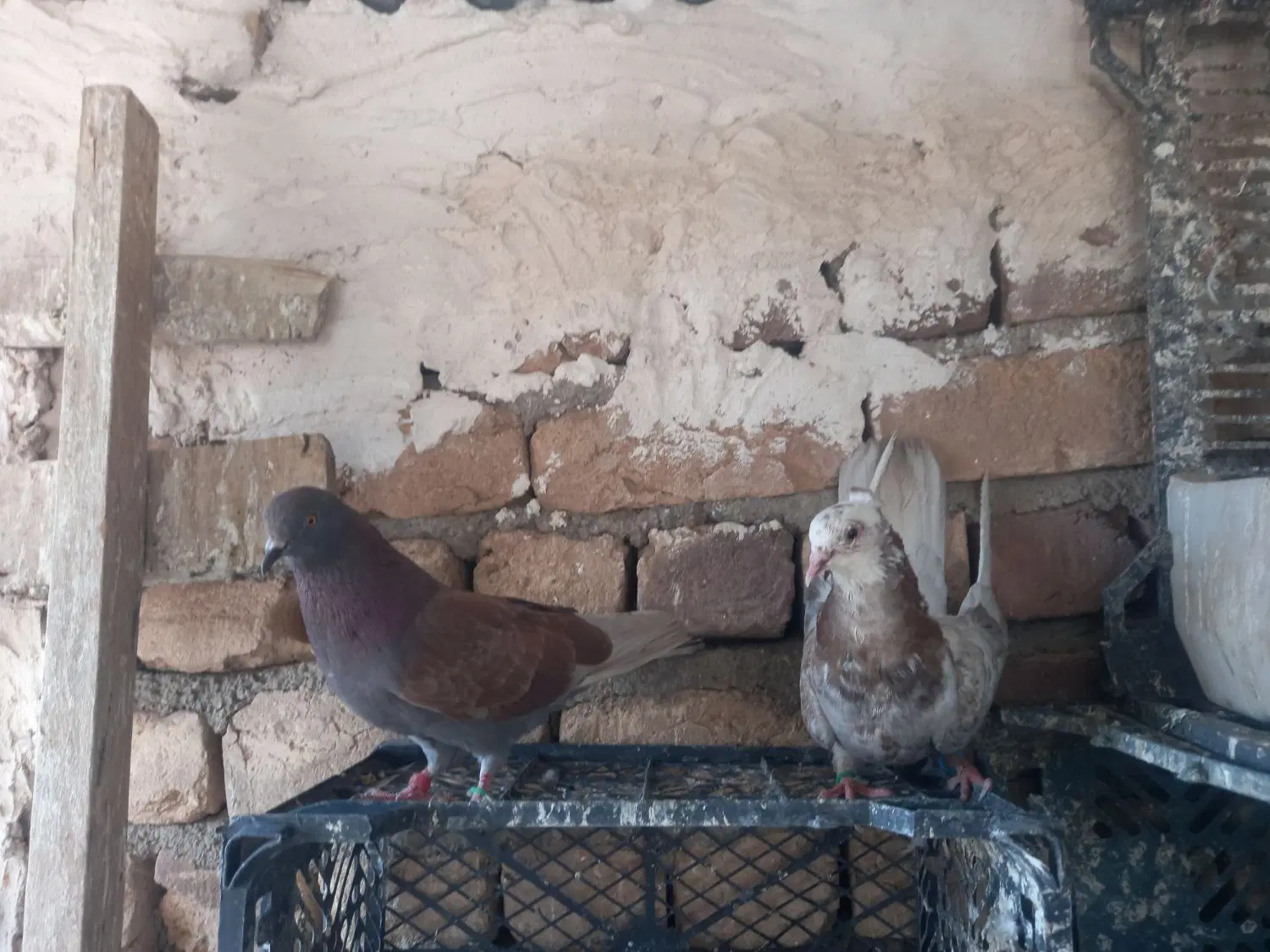 کفتر|پرنده|ساوه, |دیوار