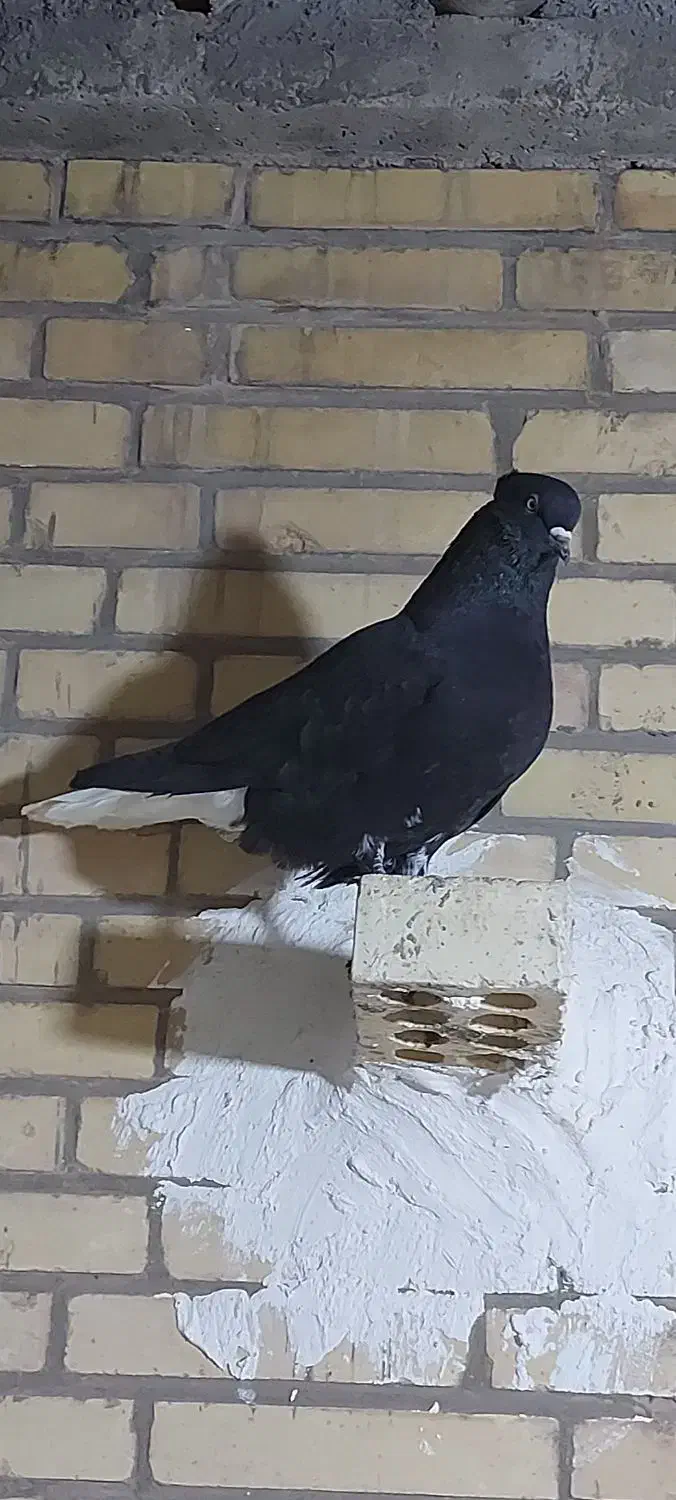 کبوتر|پرنده|یزد, |دیوار