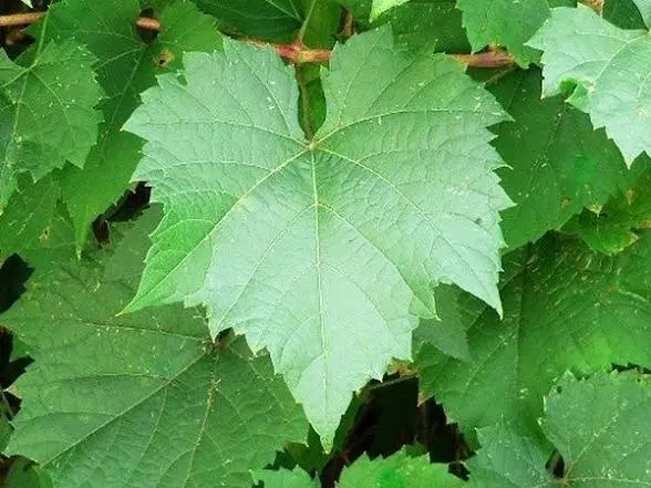 برگ مو|خوردنی و آشامیدنی|بناب, |دیوار