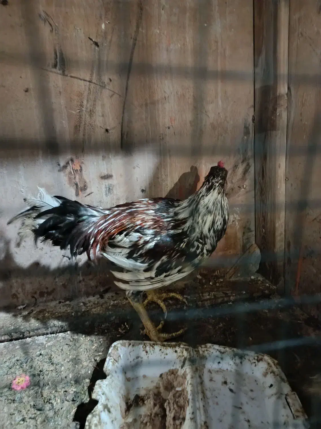 خروس|حیوانات مزرعه|قشم, |دیوار