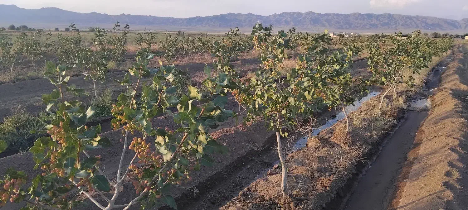 باغ پسته|فروش دفتر صنعتی، کشاورزی، تجاری|طاغنکوه, |دیوار