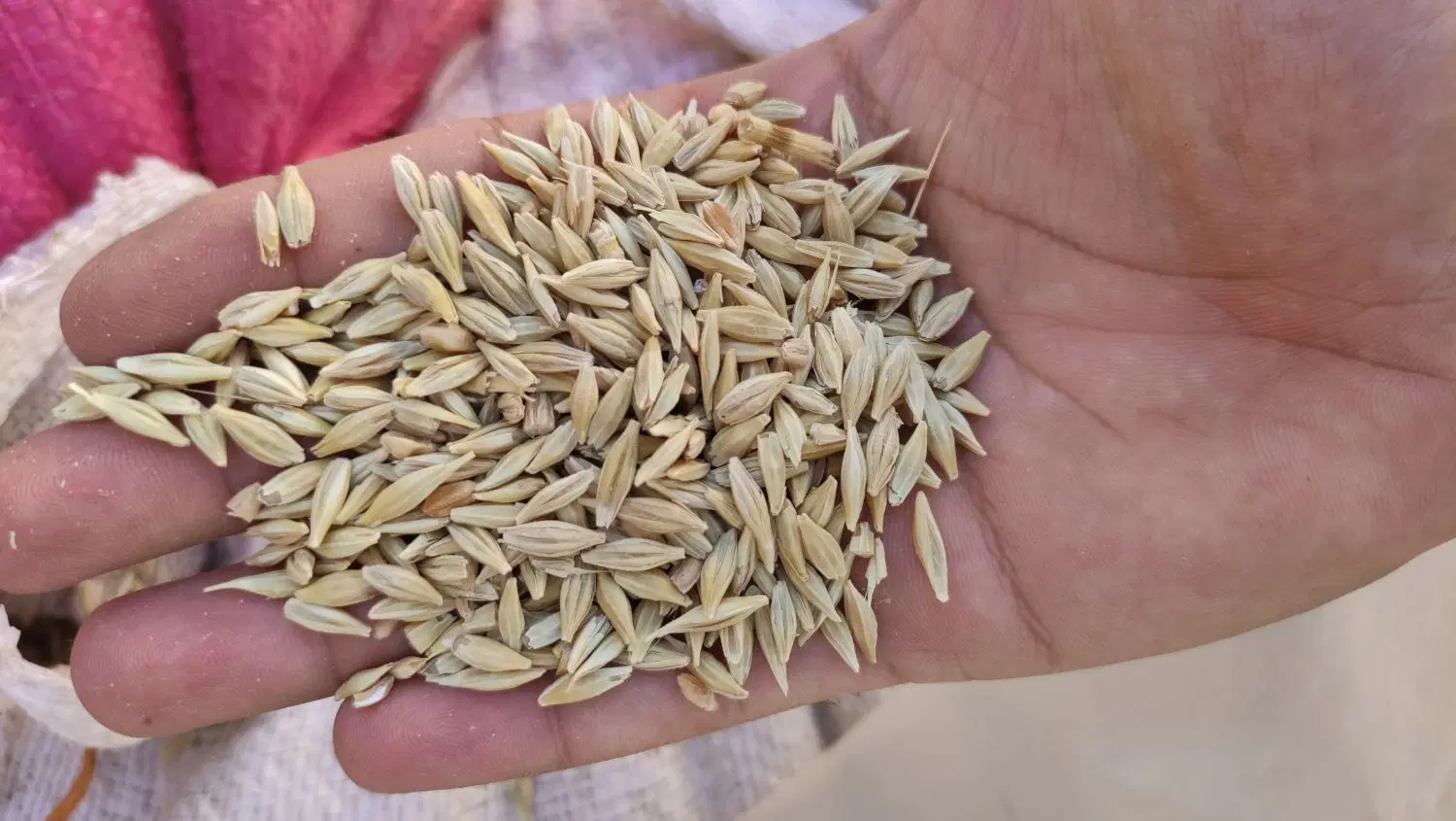 جو ( آبی )|خوردنی و آشامیدنی|خرمدره, |دیوار