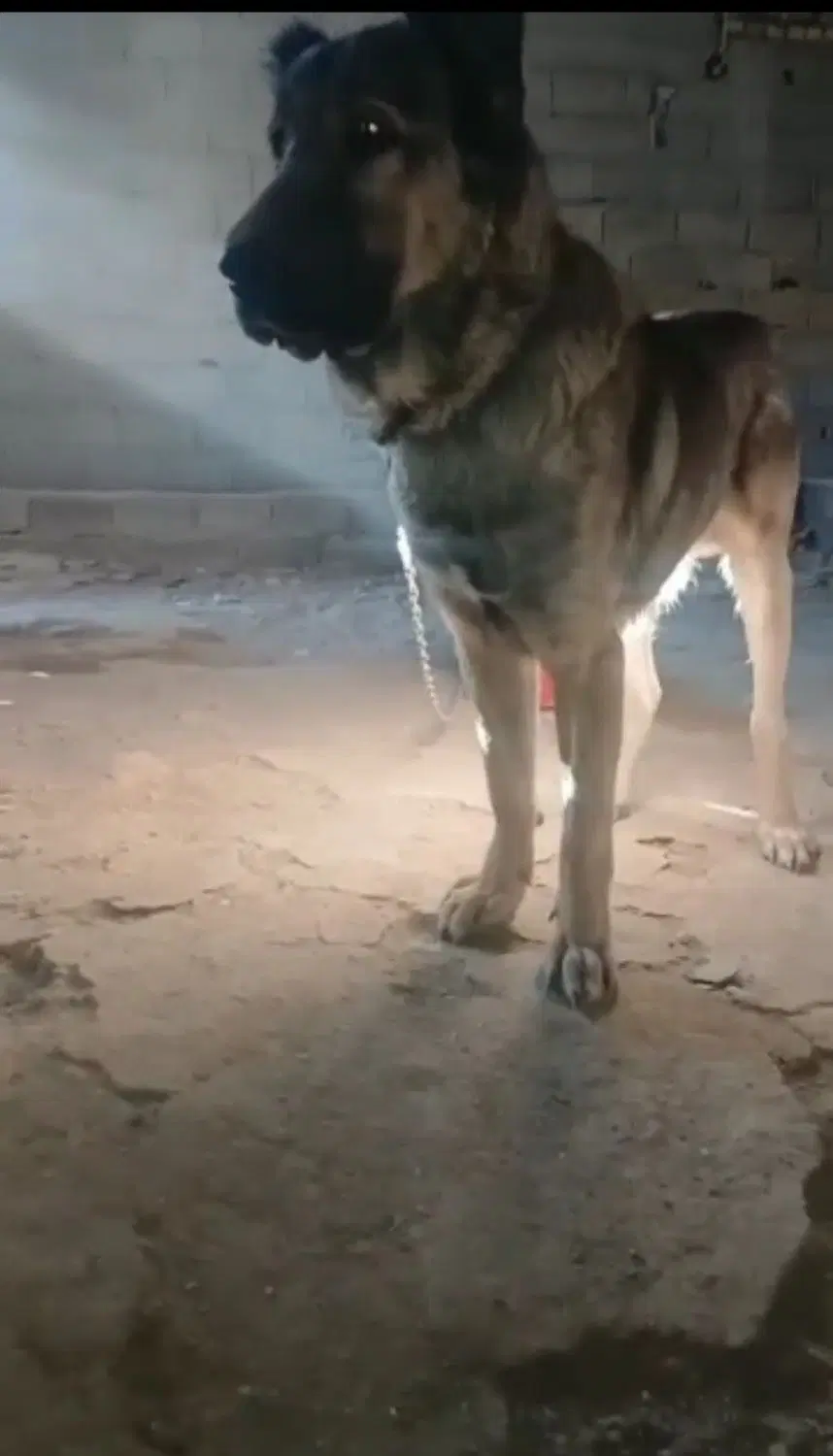 سگ سرابی|سگ|شهرکرد, |دیوار