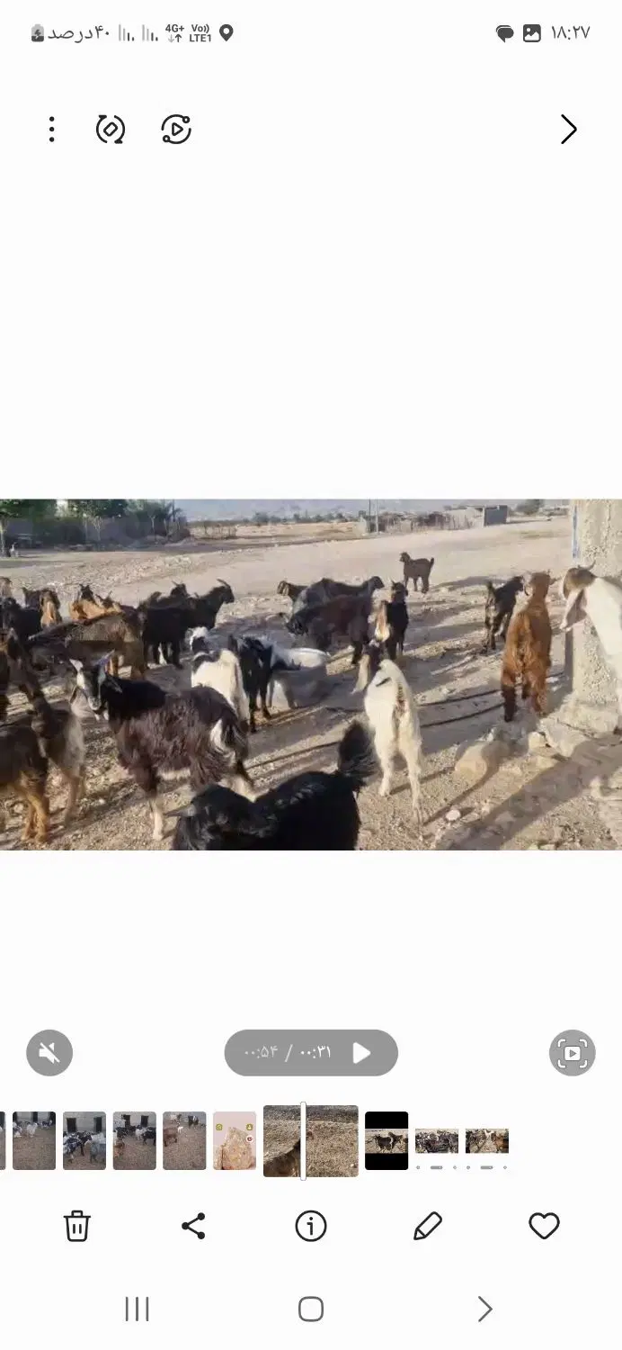 دام کهر|حیوانات مزرعه|گله دار, |دیوار