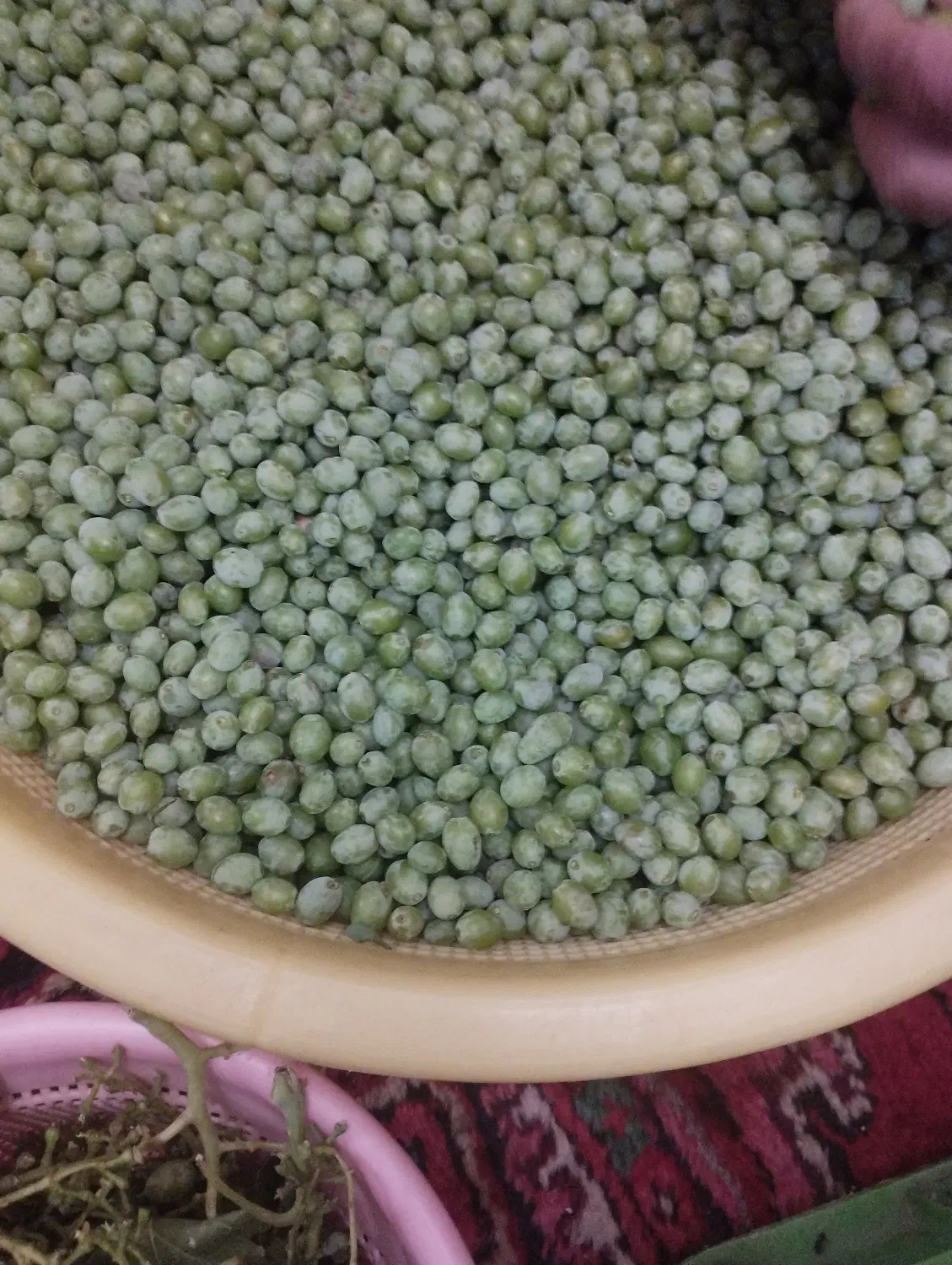 غوره|خوردنی و آشامیدنی|تبریز, |دیوار