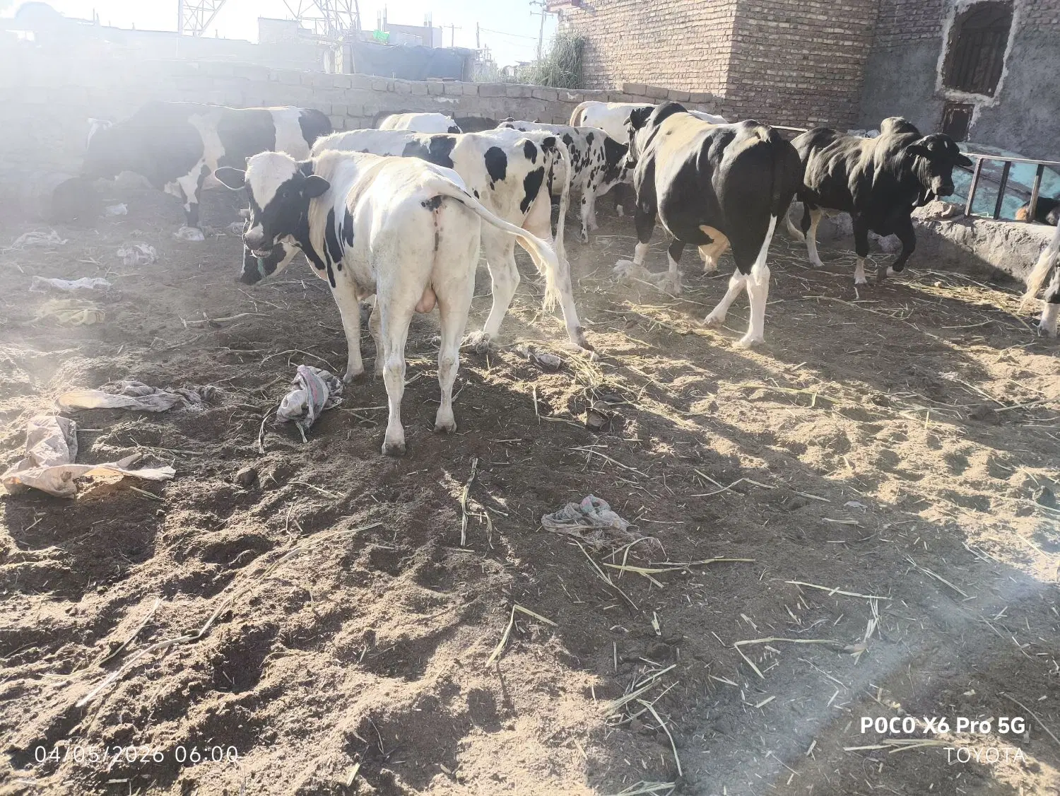گاو نر|حیوانات مزرعه|زاهدان, |دیوار