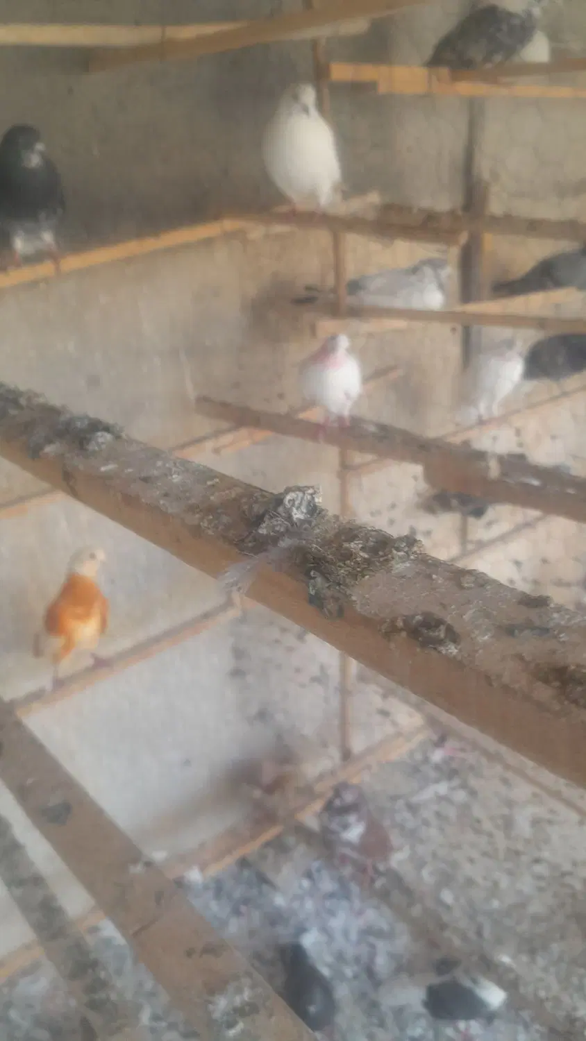 کبوتر|پرنده|تهران, هاشم‌آباد (شهرری)|دیوار