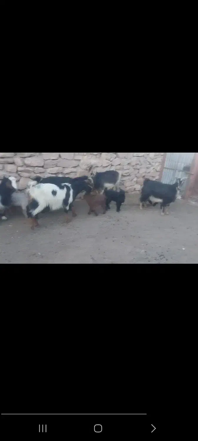 بز بزغاله|حیوانات مزرعه|قم, پردیسان|دیوار