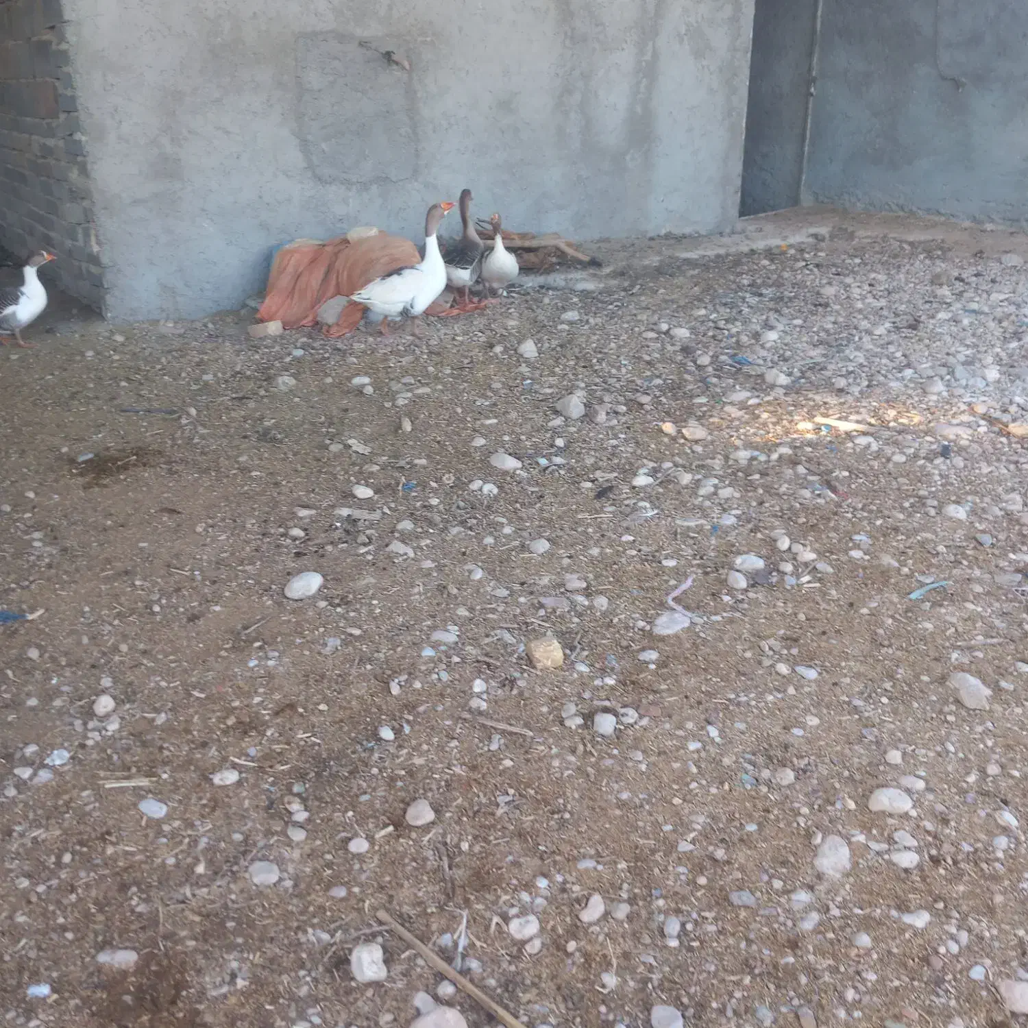 فروشی|حیوانات مزرعه|داراب, |دیوار