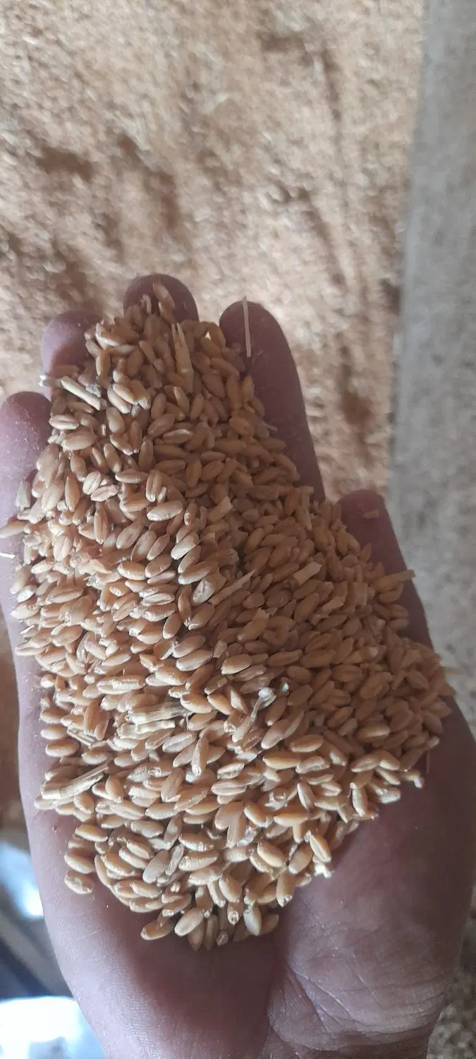 گندم دیم|خدمات باغبانی و درختکاری|زاغه, |دیوار