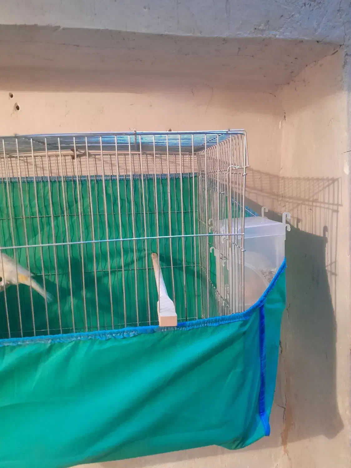 قناری|پرنده|همدان, |دیوار