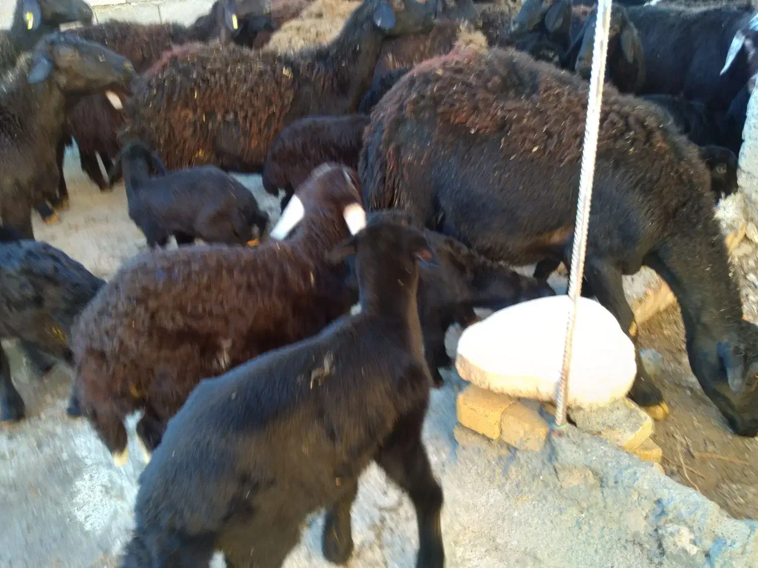 میش و بره|حیوانات مزرعه|خنداب, |دیوار