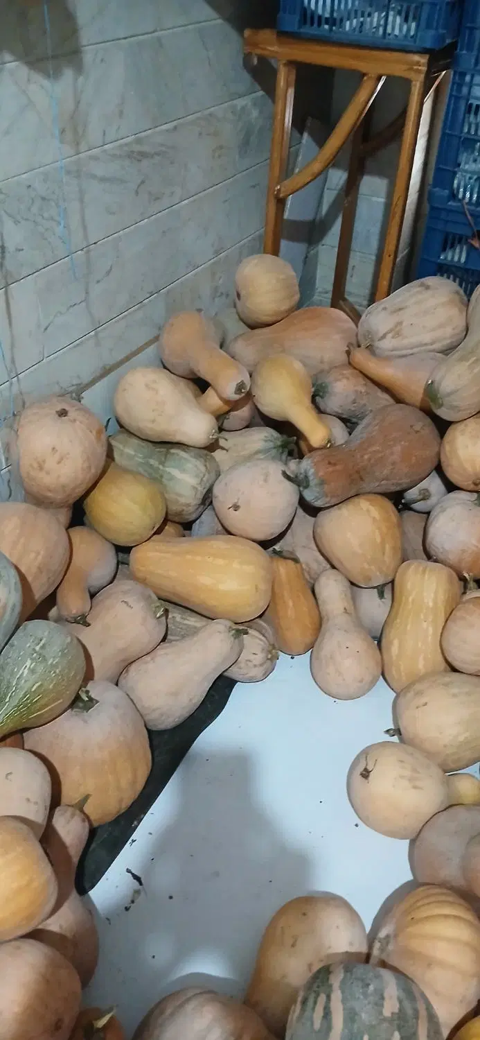 کدو زرد|خوردنی و آشامیدنی|گرگان, |دیوار