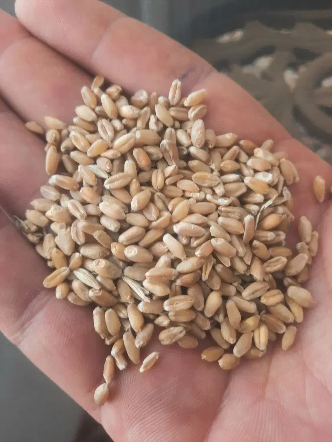 گندم|خدمات باغبانی و درختکاری|زارچ, |دیوار
