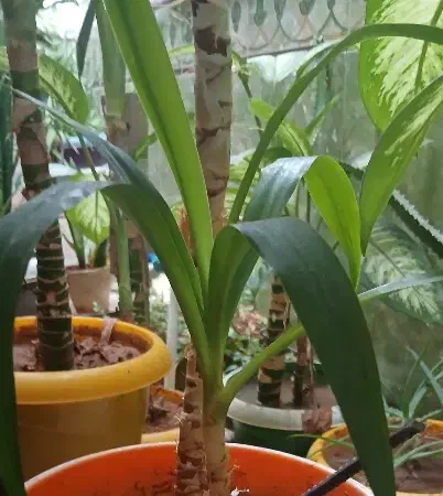 قلمه گل|گل و گیاه طبیعی|یاسوج, |دیوار