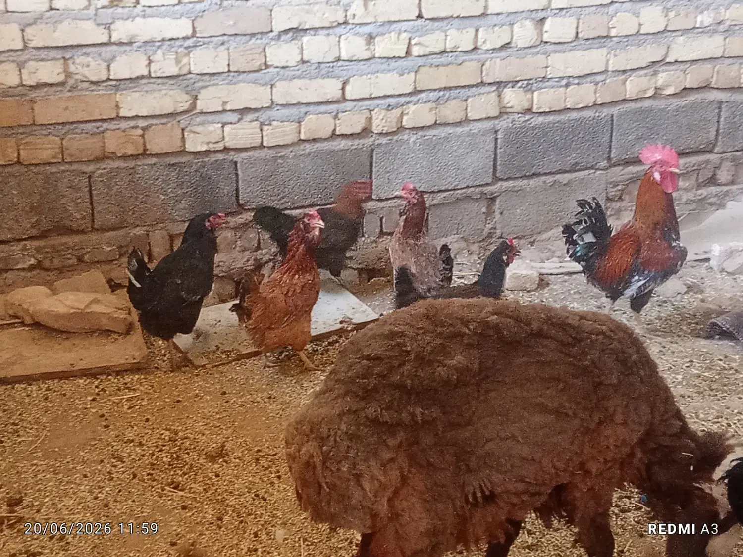 مرغ|حیوانات مزرعه|کوهدشت, |دیوار
