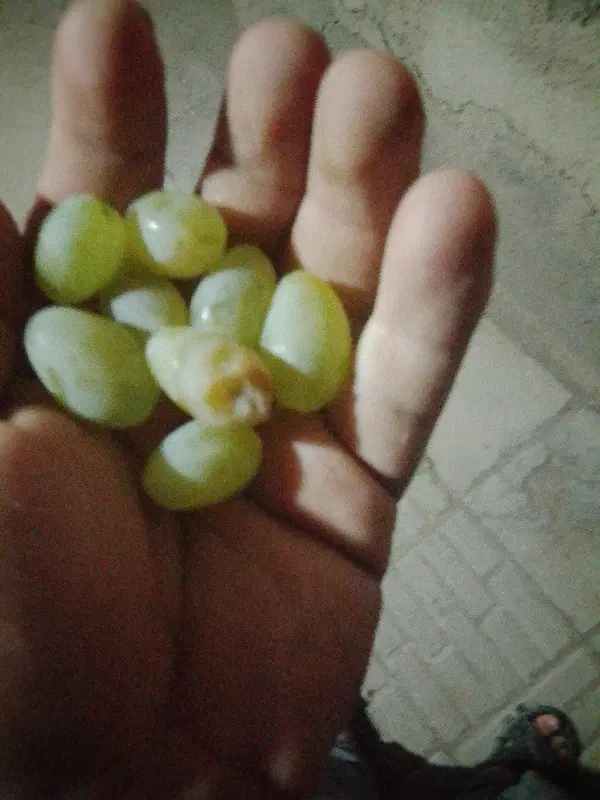 انگور|خوردنی و آشامیدنی|نیشابور, گنبد سبز|دیوار