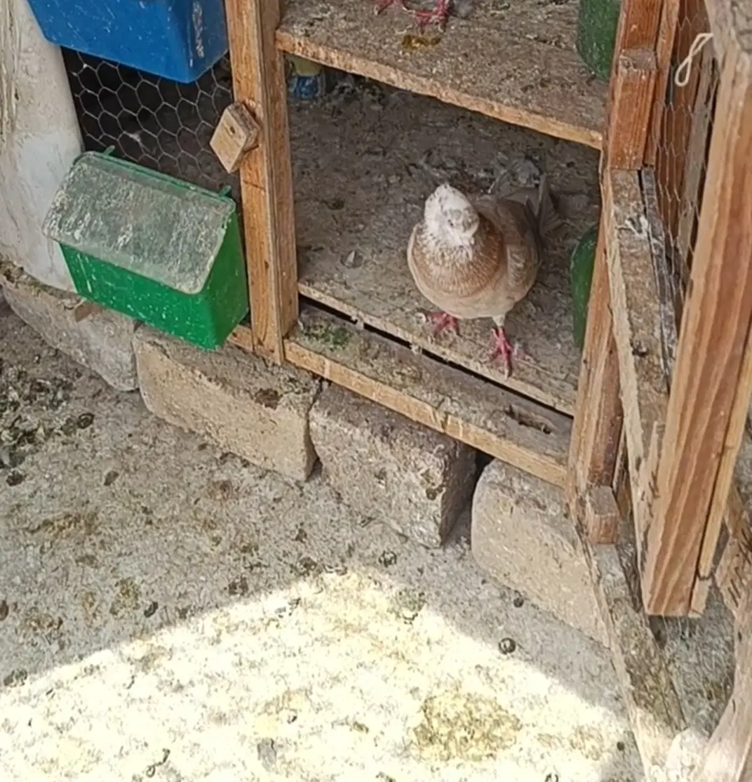 کبوتر|پرنده|ساوه, |دیوار