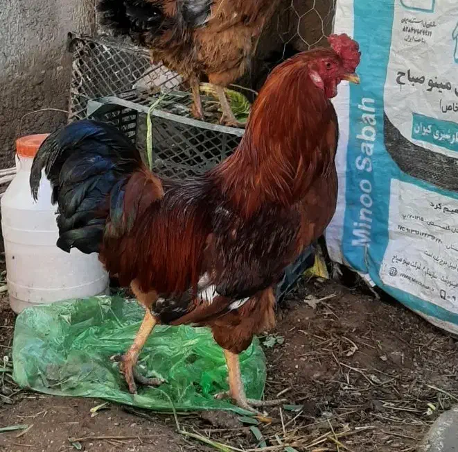 خروس محلی|حیوانات مزرعه|اسفراین, |دیوار