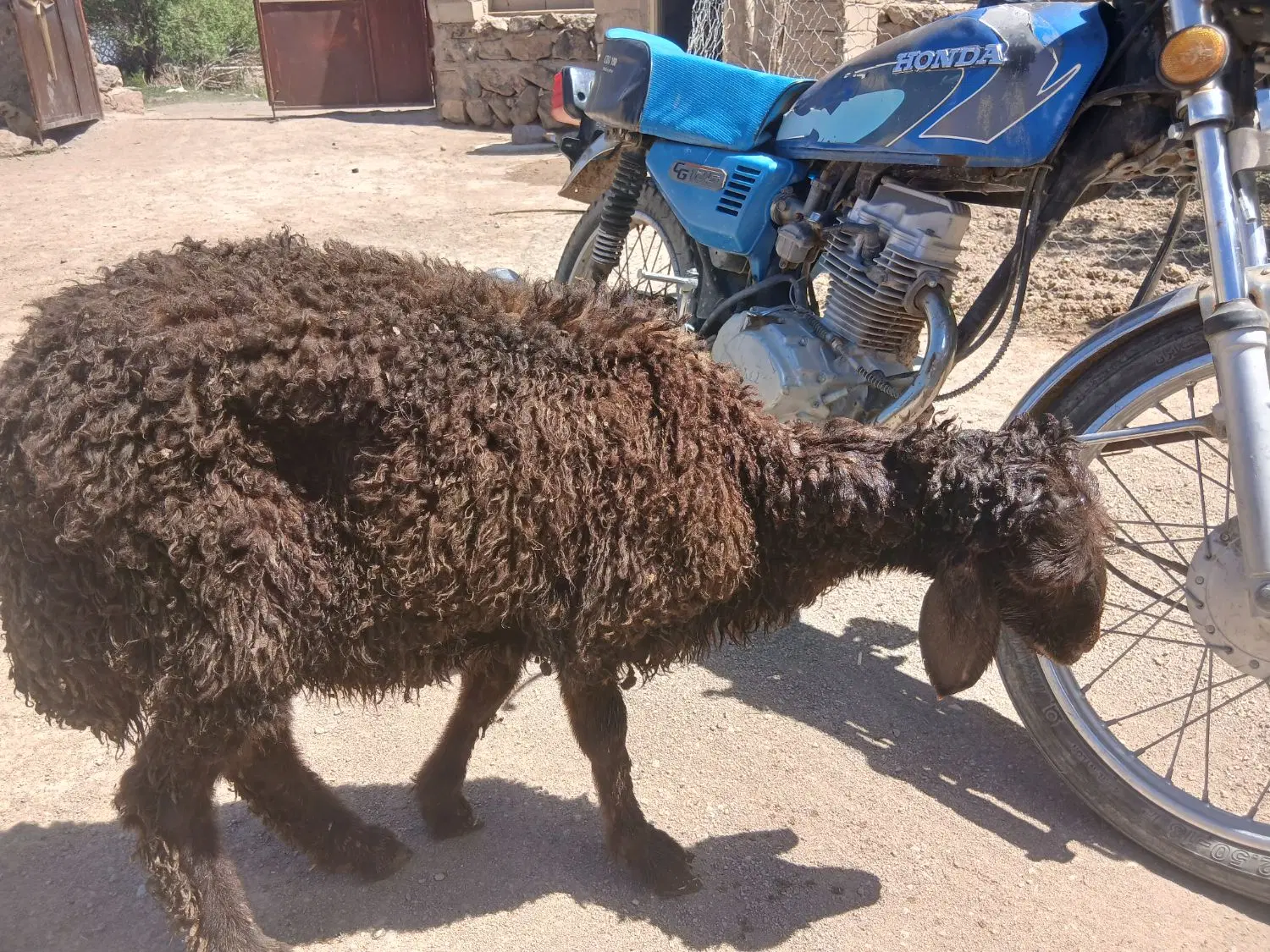 بره|حیوانات مزرعه|سراب, |دیوار