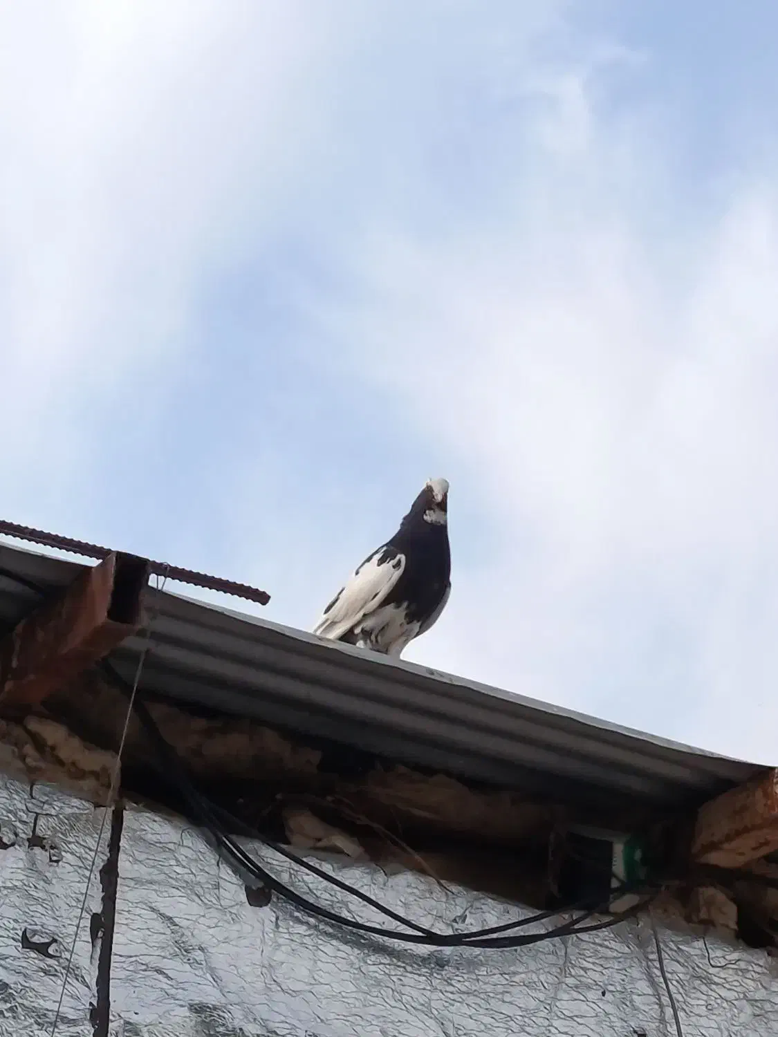 کبوتر|پرنده|سرپل ذهاب, |دیوار